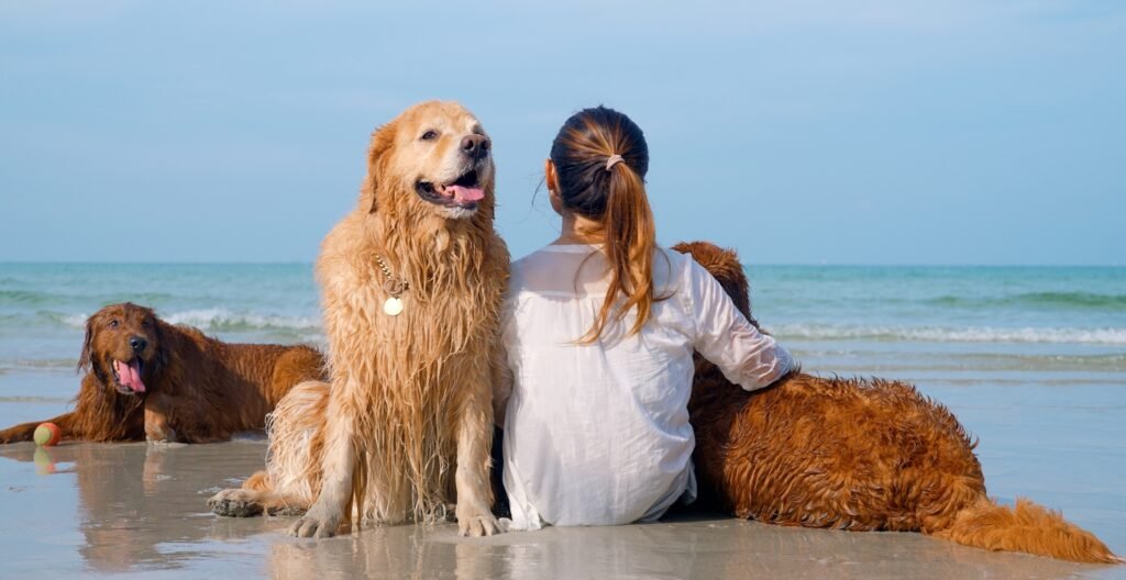 Dog-Friendly Cruise Lines