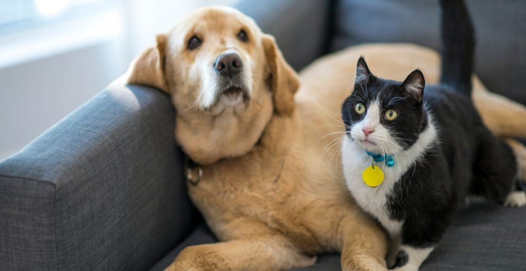 Onboard Accommodations for Pets